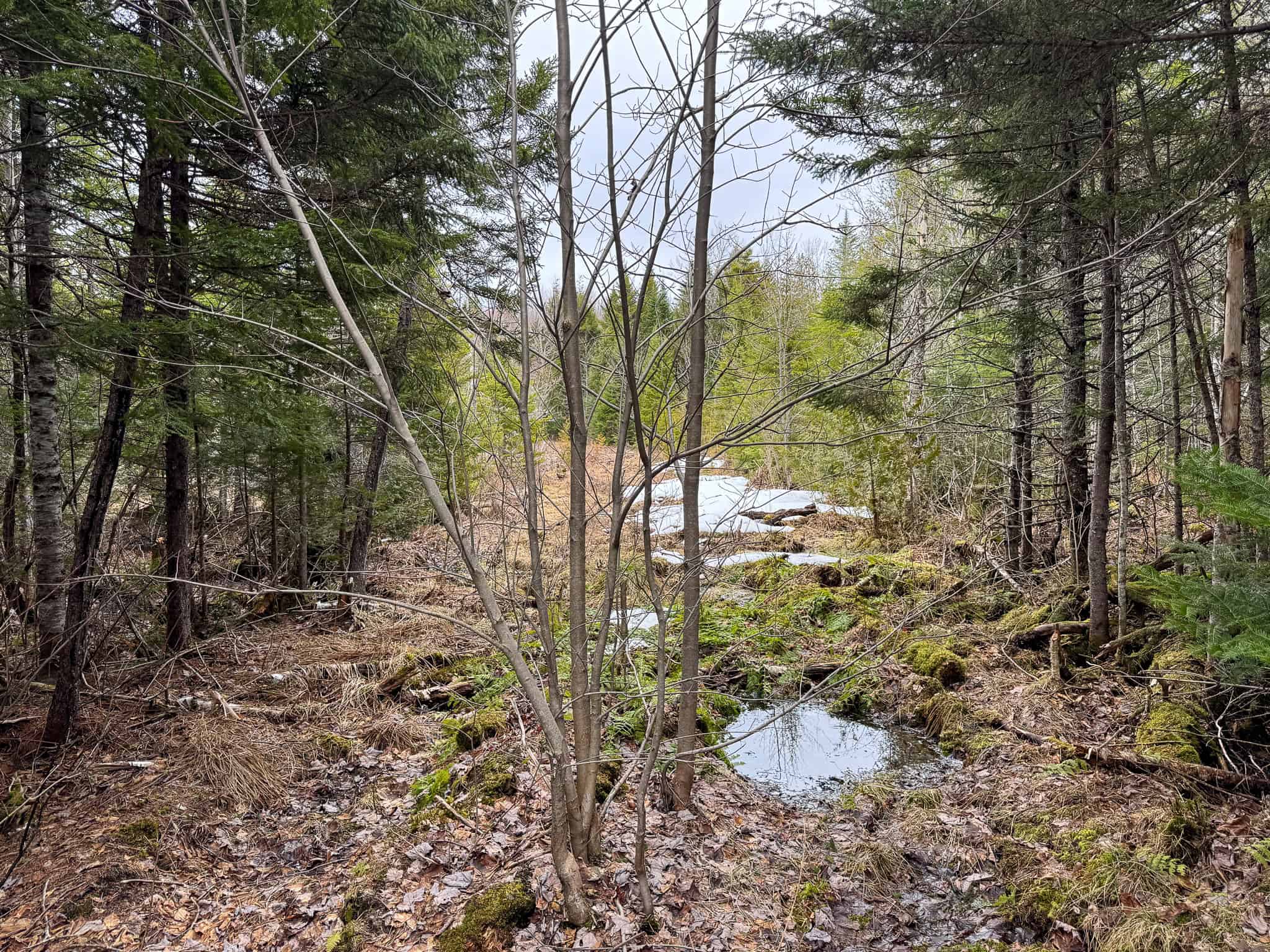 46.8 Acres of Maine Land for Sale – Remote, Forested, Affordable