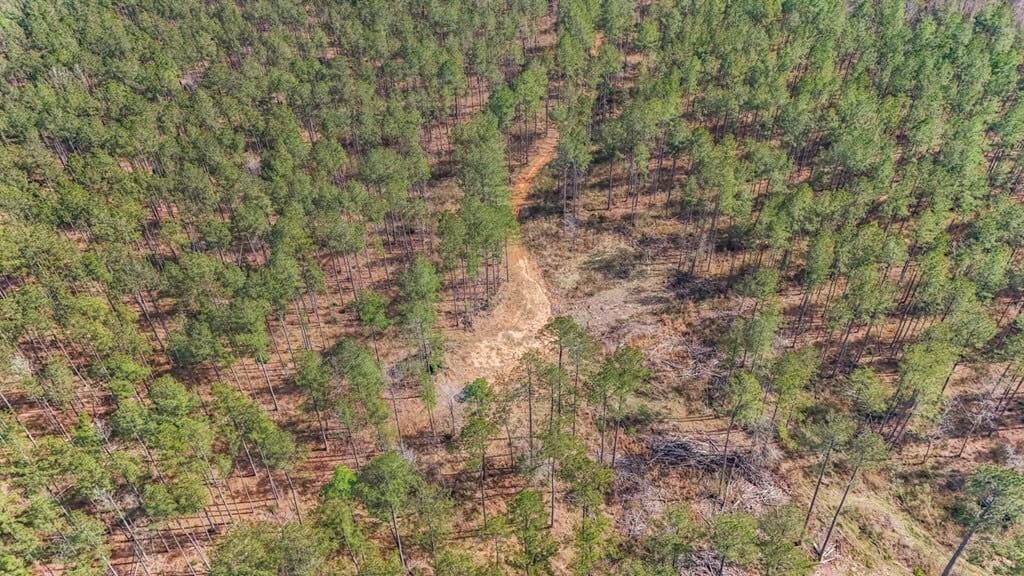 Amite County Hunting Land for Sale