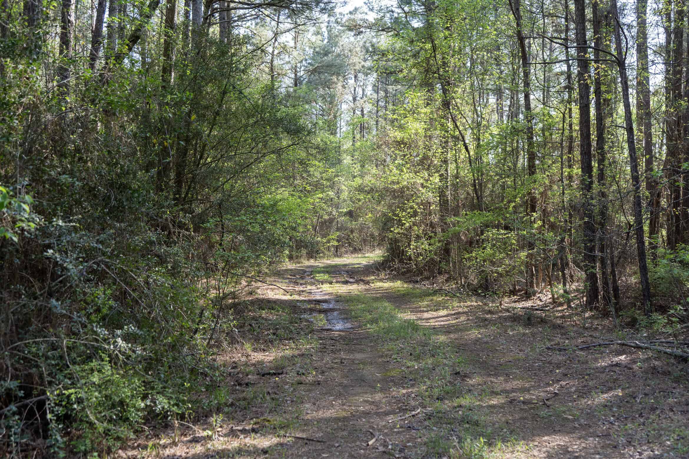 Longstraw 53 (Tract 2) Jackson Parish Timberland