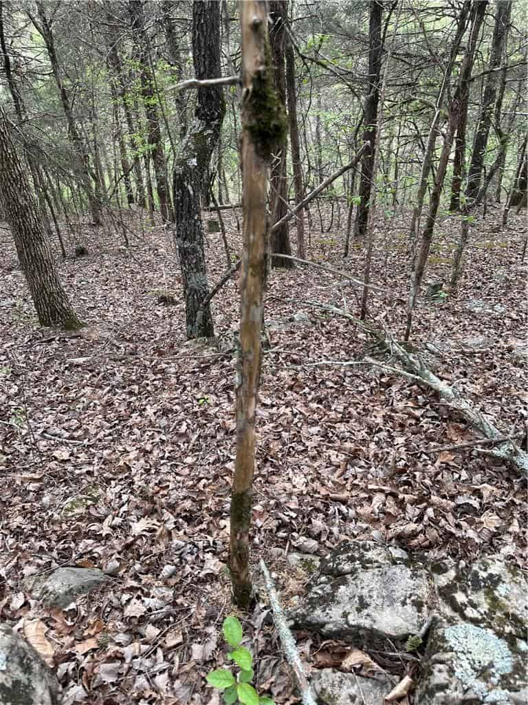 120 Acres Arkansas Hunting Land For Sale with Creek Frontage and Trails