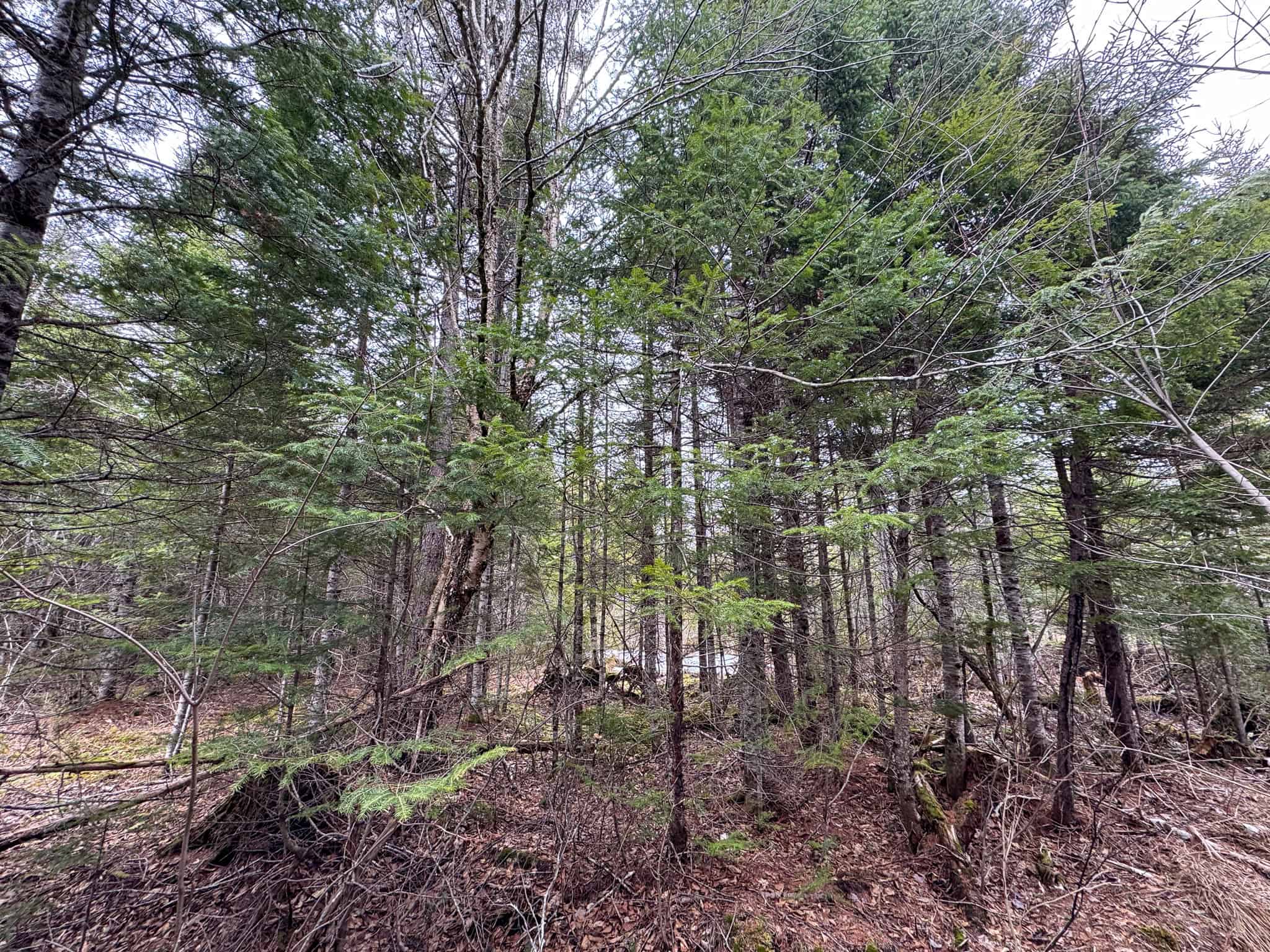 46.8 Acres of Maine Land for Sale – Remote, Forested, Affordable