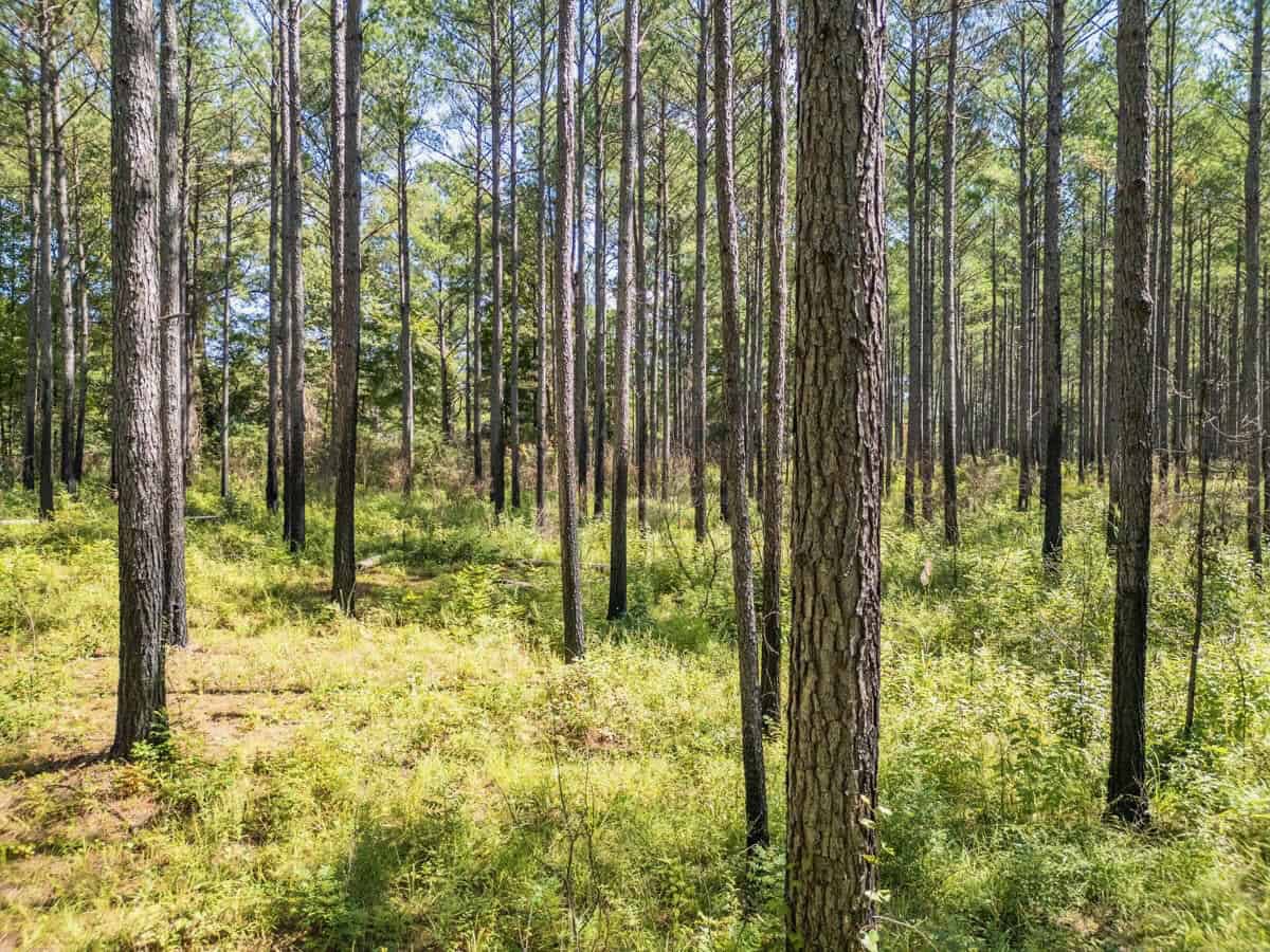40 Acres For Sale Starkville MS