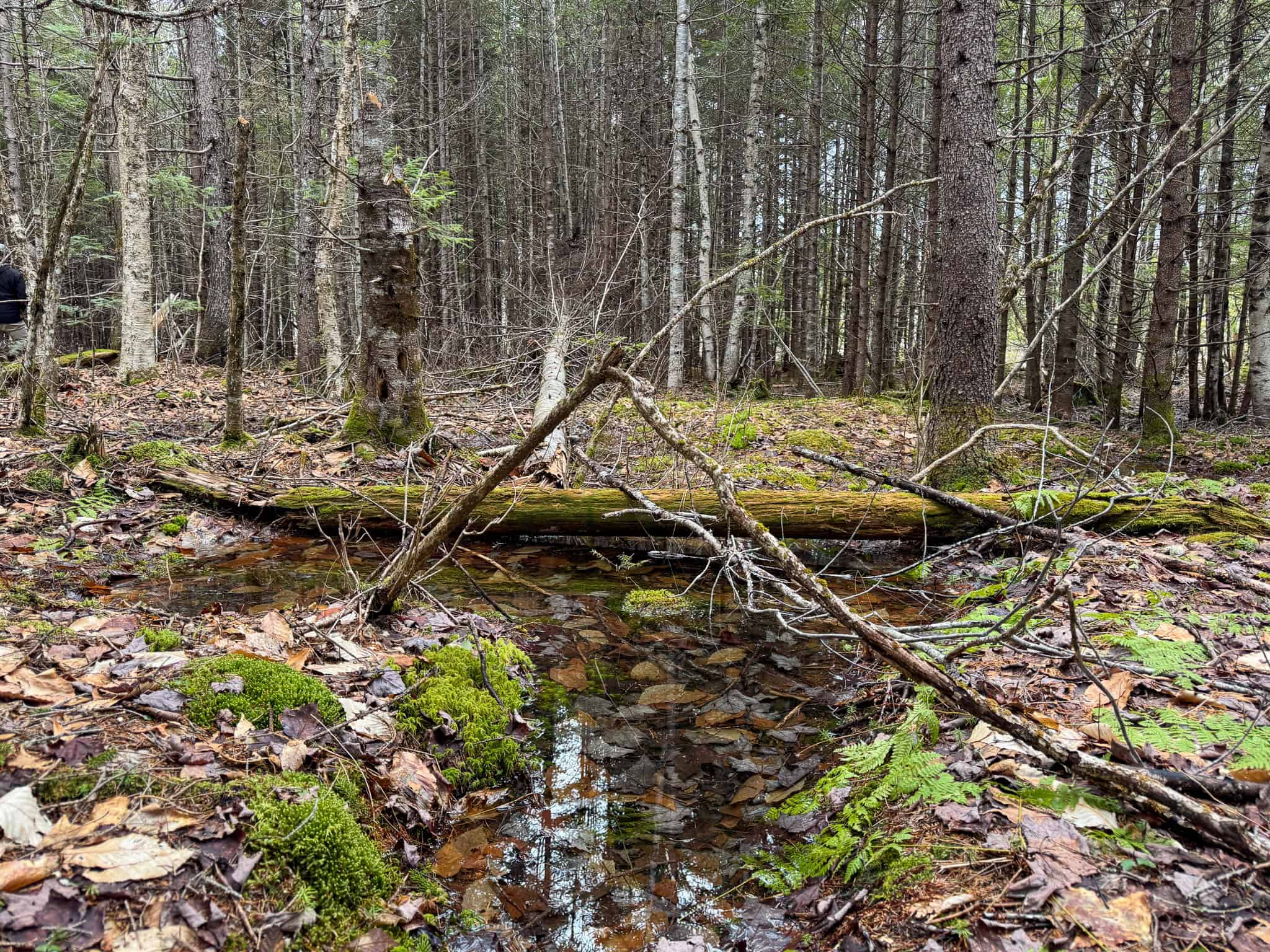 46.8 Acres of Maine Land for Sale – Remote, Forested, Affordable