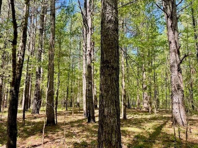 69 Acres For Sale Starkville MS