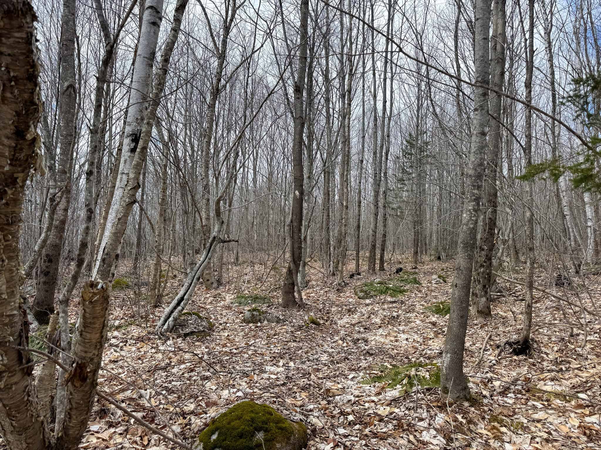 40.8 Acres of Off-Grid Paradise in Lakeville, Maine