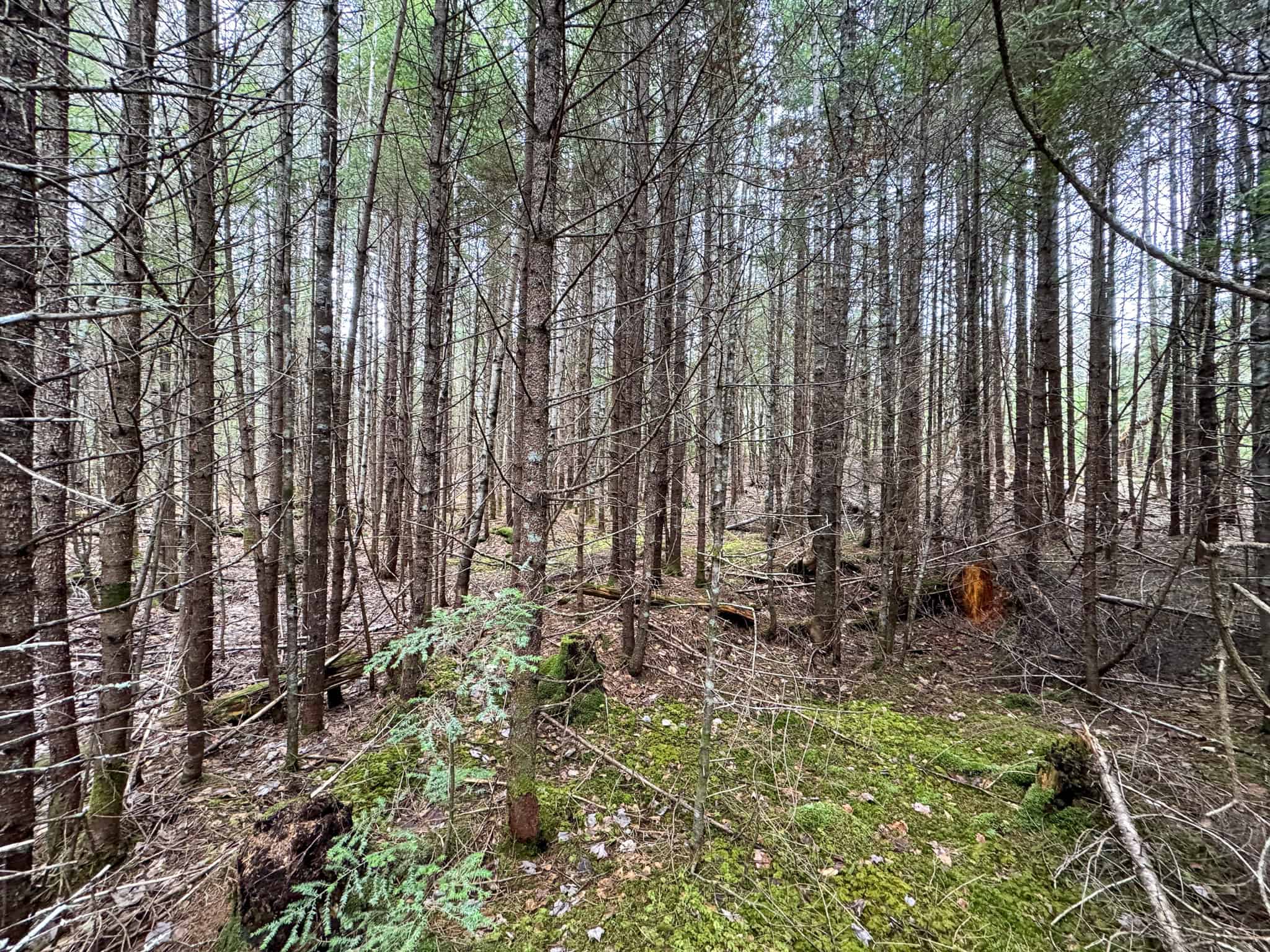 46.8 Acres of Maine Land for Sale – Remote, Forested, Affordable