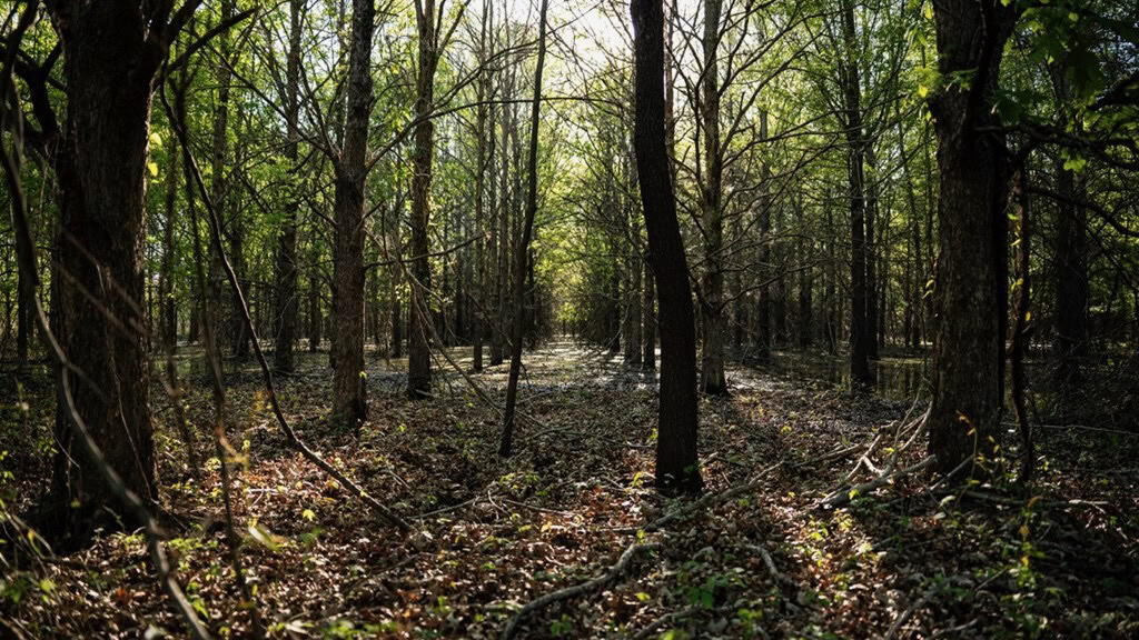 Legacy Waterfowl Hunting in the Mississippi Delta