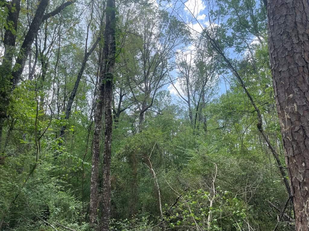 Amite County 38.6 Acres For Sale