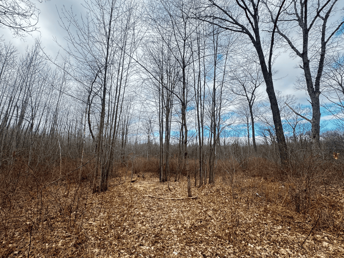 75-acre parcel in the heart of Clark County Wisconsin