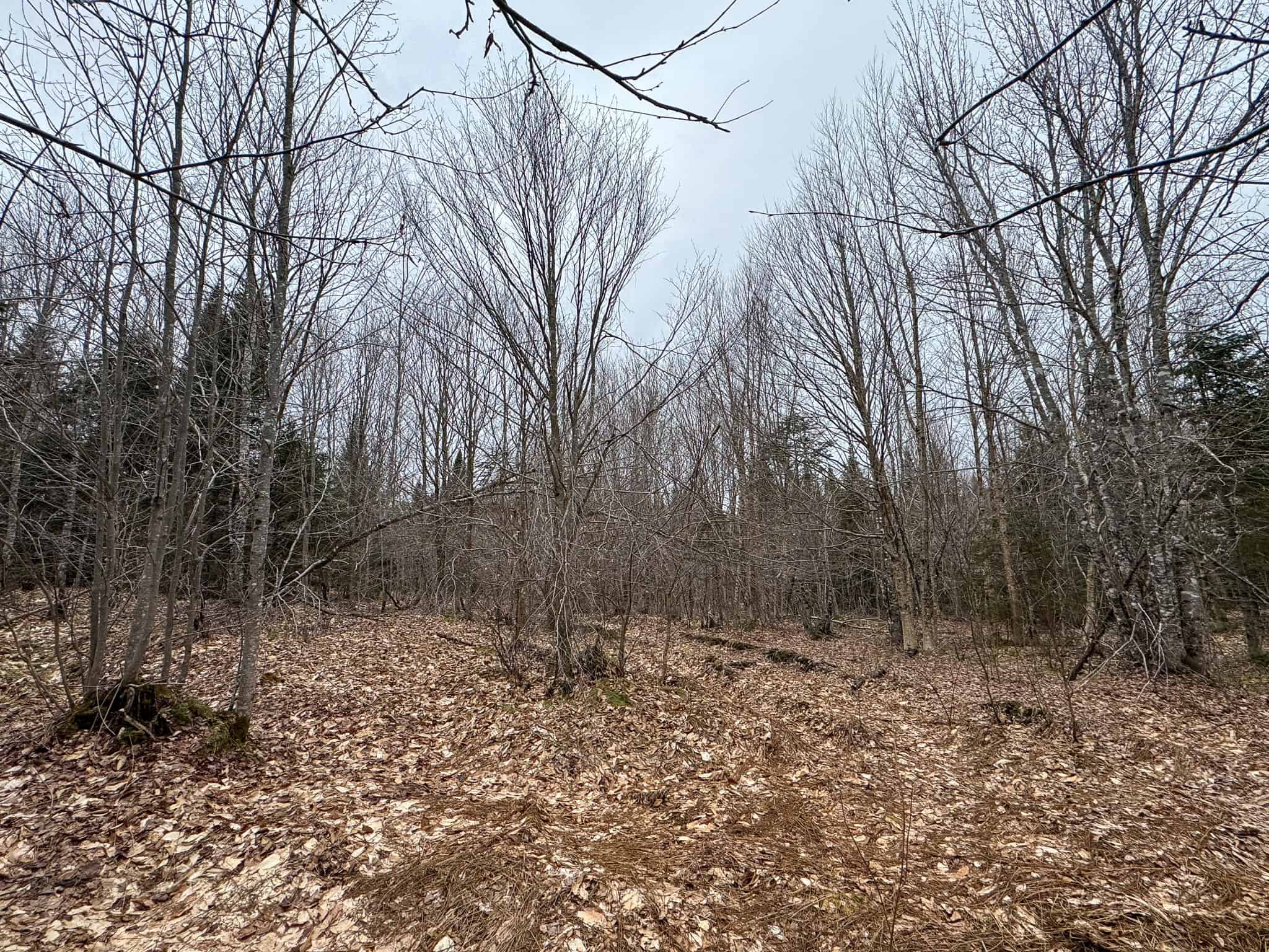 46.8 Acres of Maine Land for Sale – Remote, Forested, Affordable