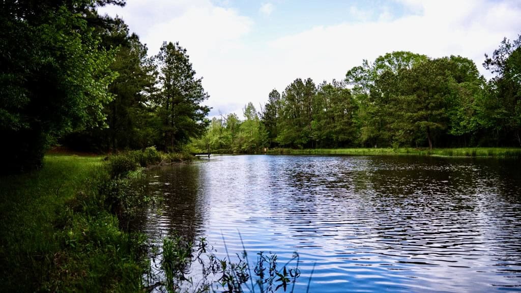 183 Acres and Camp for Sale with Lake, Timber Amite Co., MS
