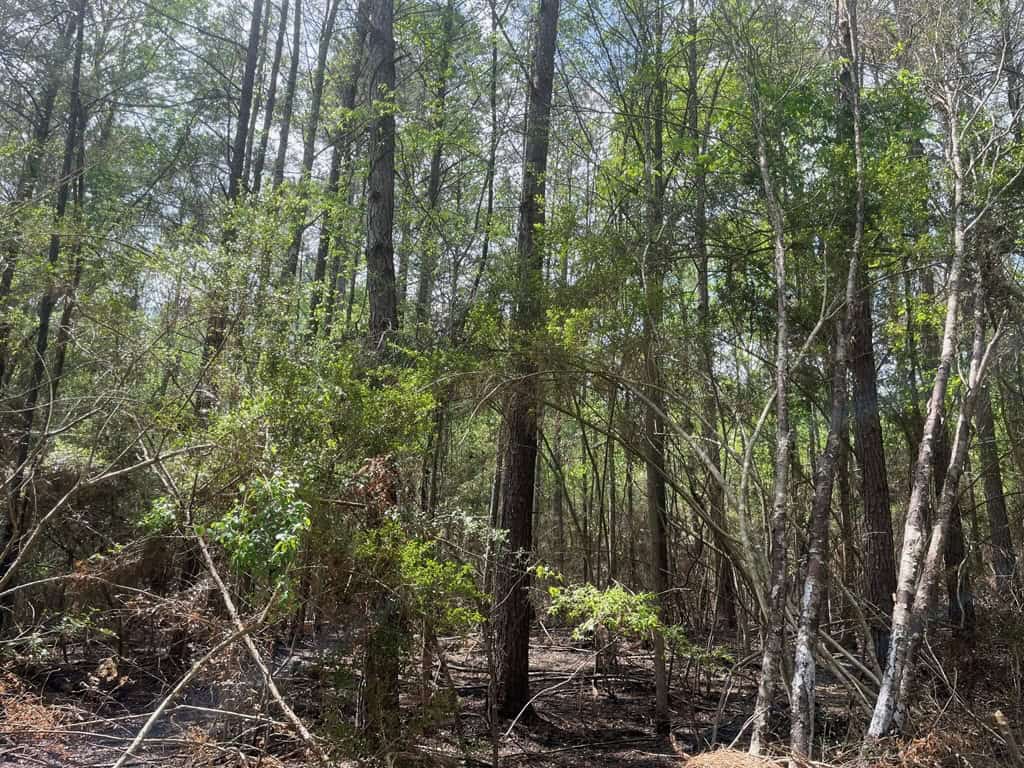 Amite County 38.6 Acres For Sale