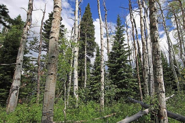 Colorado Hunting Land For Sale Near Vega State Park