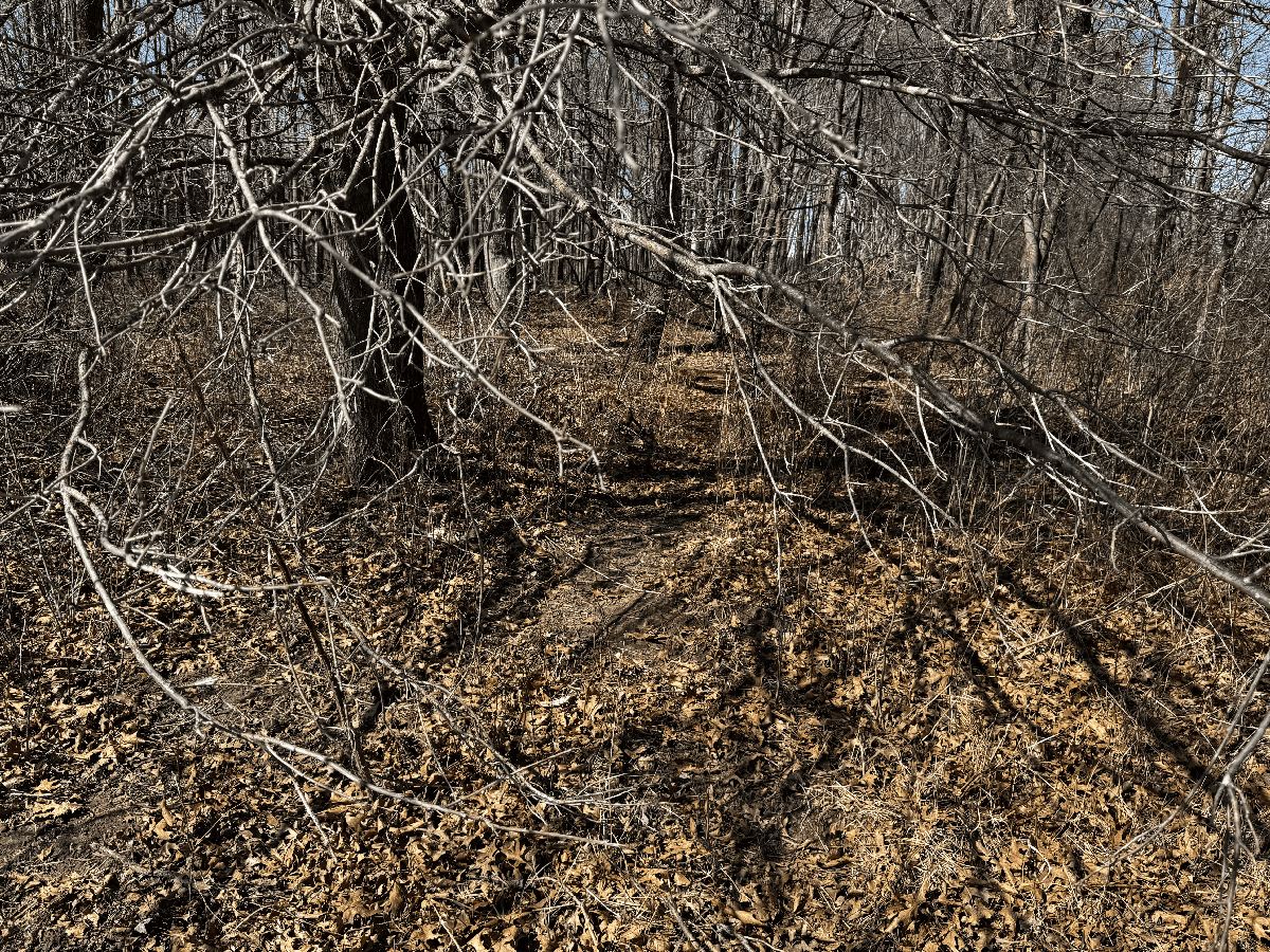 97.48± Acres of Tillable Land for Sale – Columbia County, WI