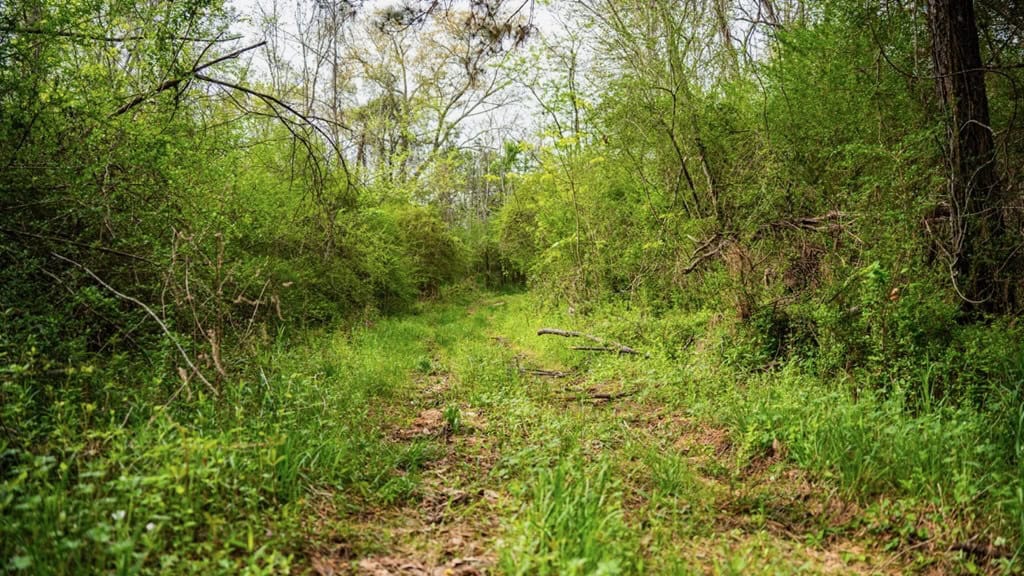 Affordable Property in Woodville, MS