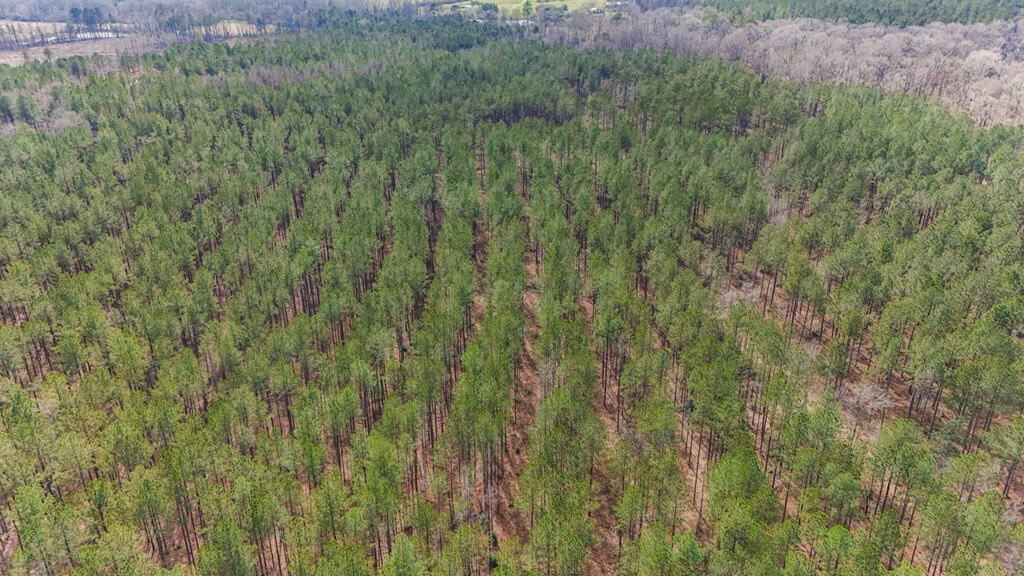 Amite County Hunting Land for Sale