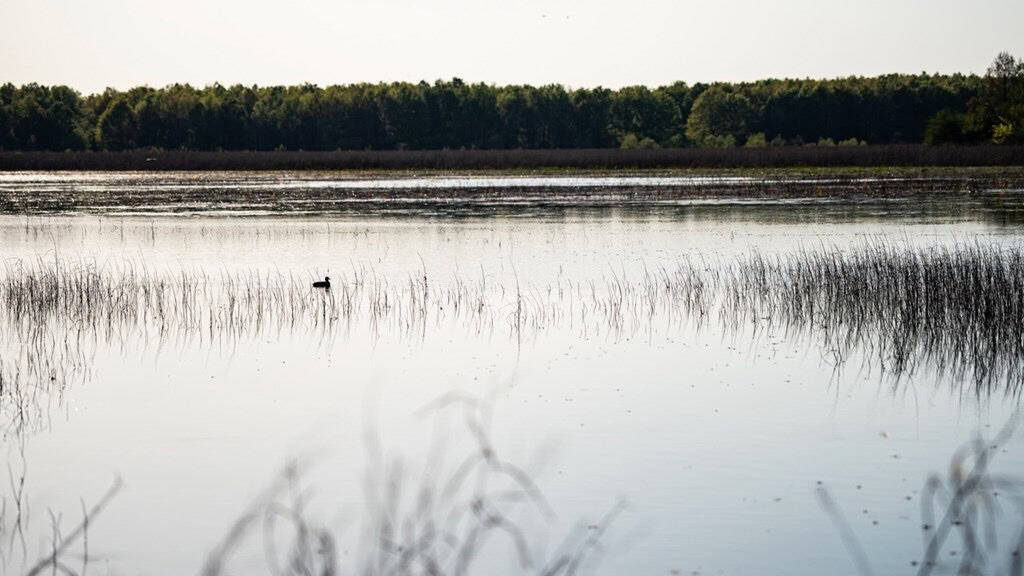 Legacy Waterfowl Hunting in the Mississippi Delta