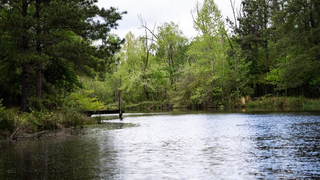 183 Acres and Camp for Sale with Lake, Timber Amite Co., MS