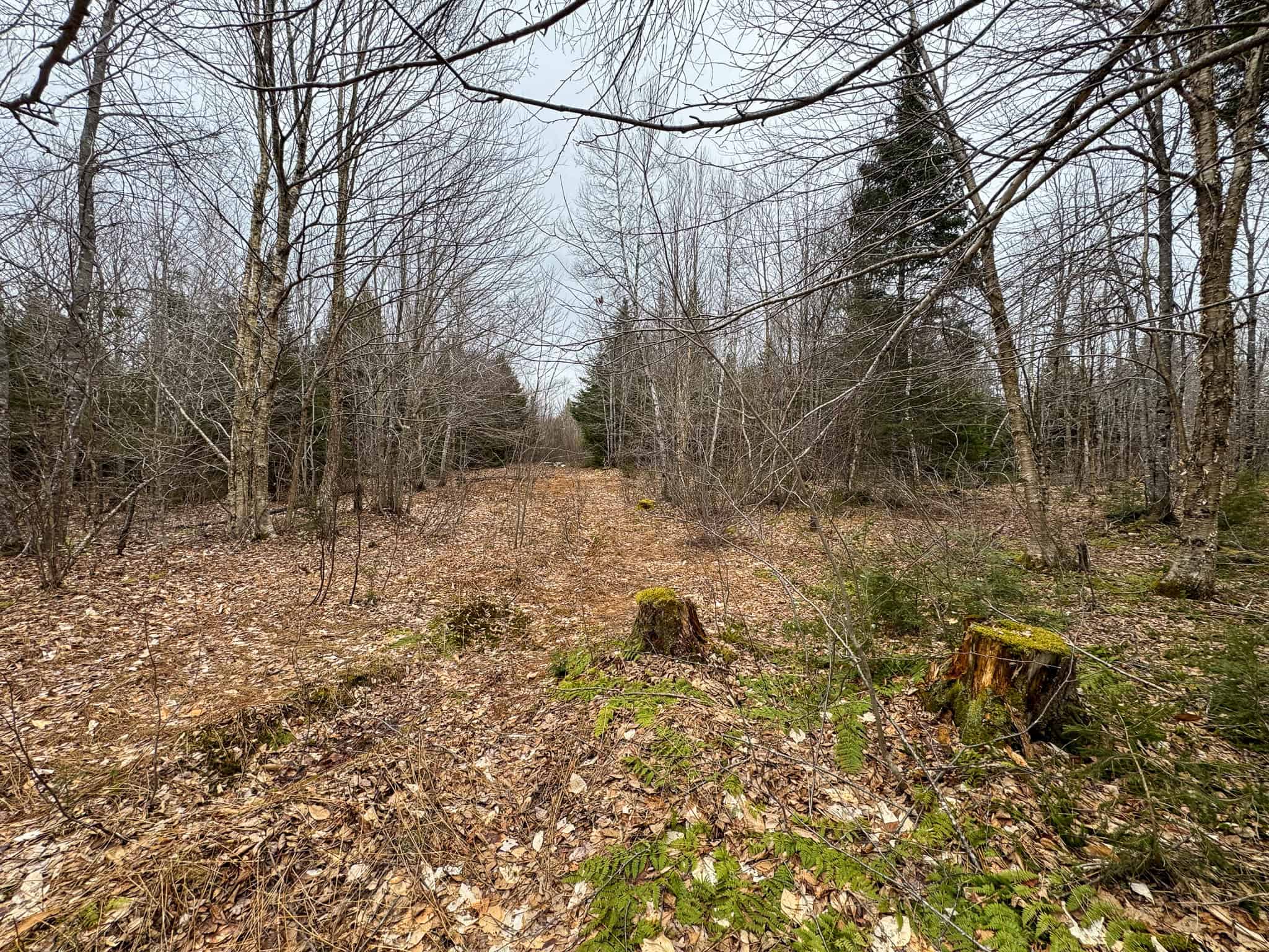 46.8 Acres of Maine Land for Sale – Remote, Forested, Affordable