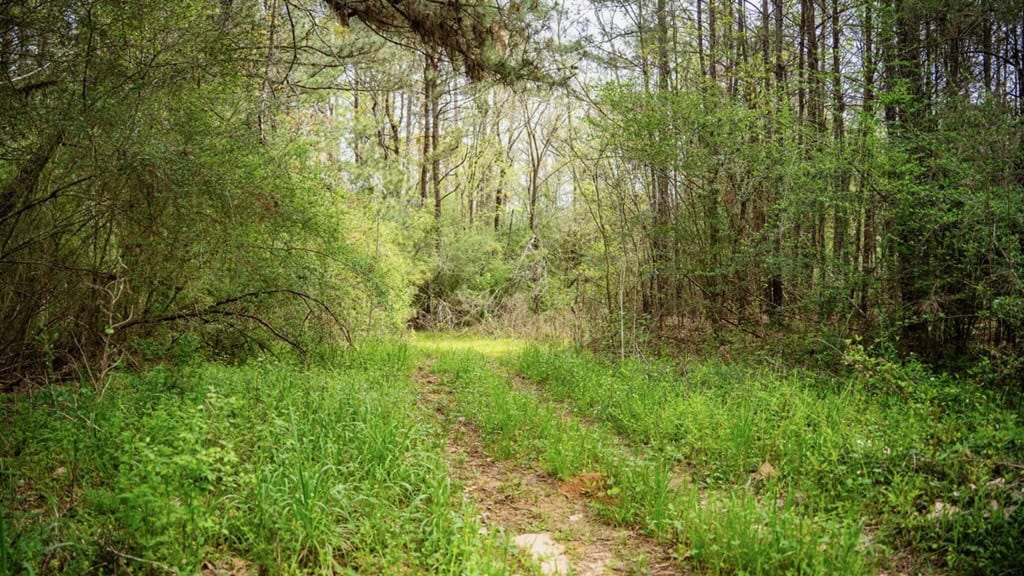 Affordable Property in Woodville, MS