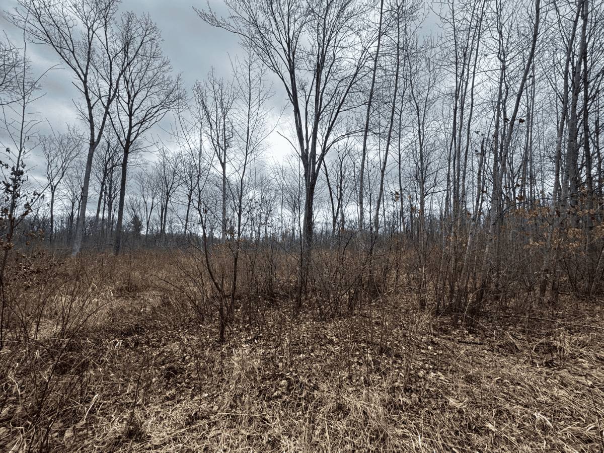 75-acre parcel in the heart of Clark County Wisconsin