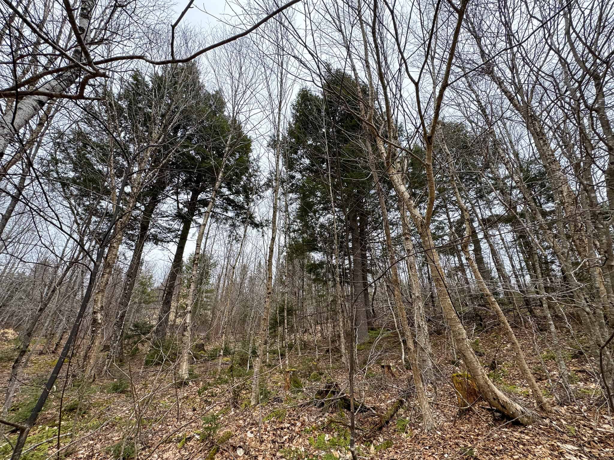 46.8 Acres of Maine Land for Sale – Remote, Forested, Affordable