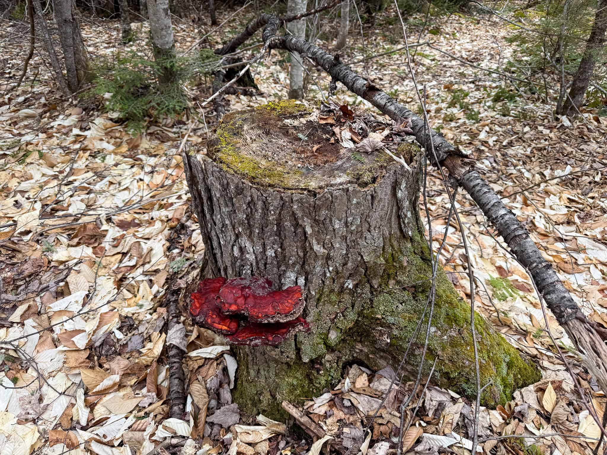 46.8 Acres of Maine Land for Sale – Remote, Forested, Affordable