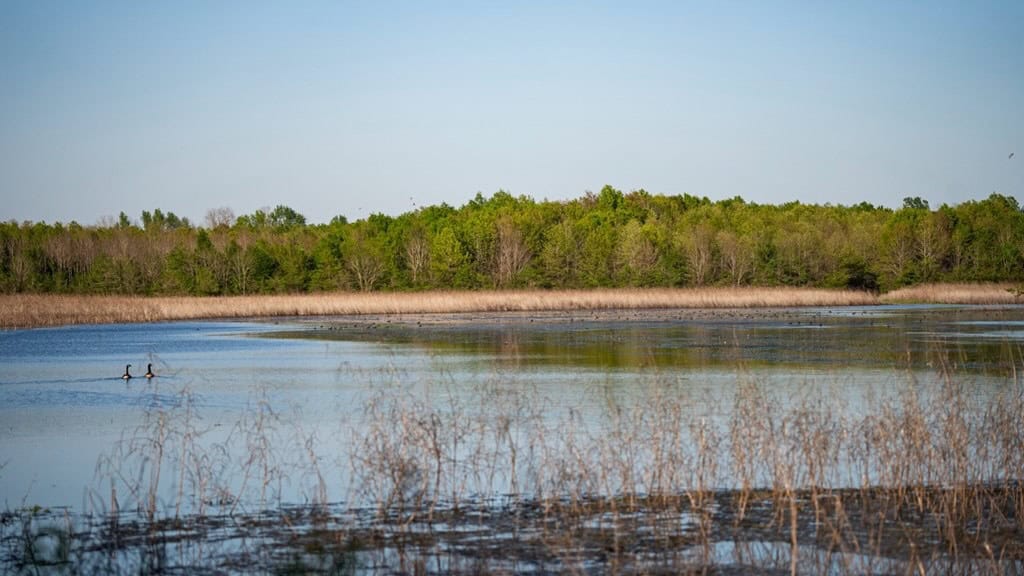 Legacy Waterfowl Hunting in the Mississippi Delta