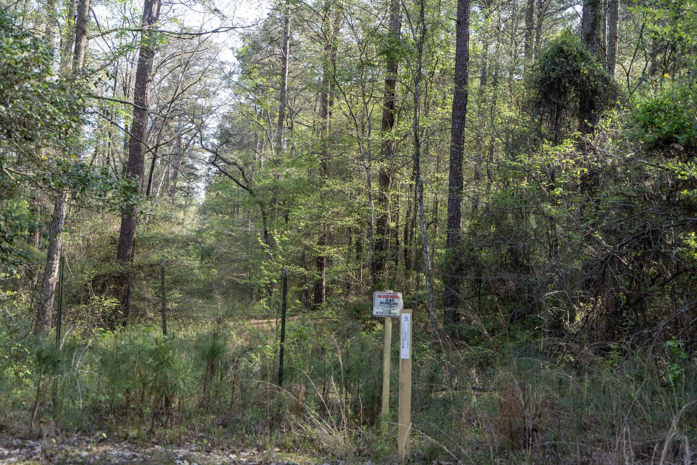 Longstraw 53 (Tract 2) Jackson Parish Timberland