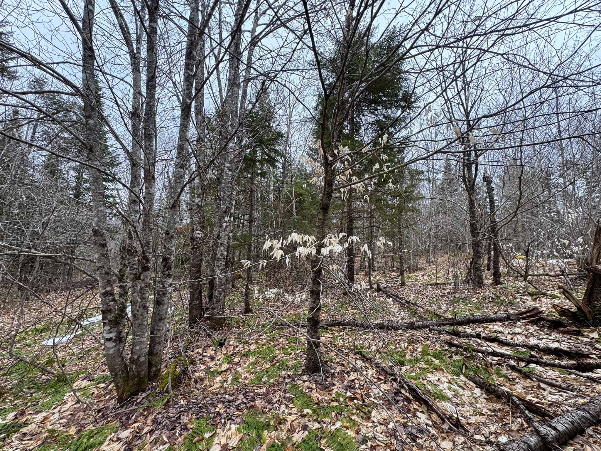 46.8 Acres of Maine Land for Sale – Remote, Forested, Affordable