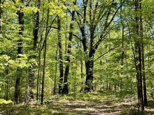 69 Acres For Sale Starkville MS