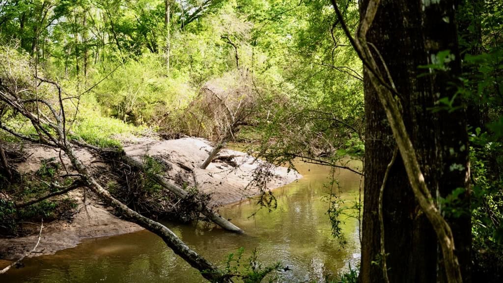183 Acres and Camp for Sale with Lake, Timber Amite Co., MS