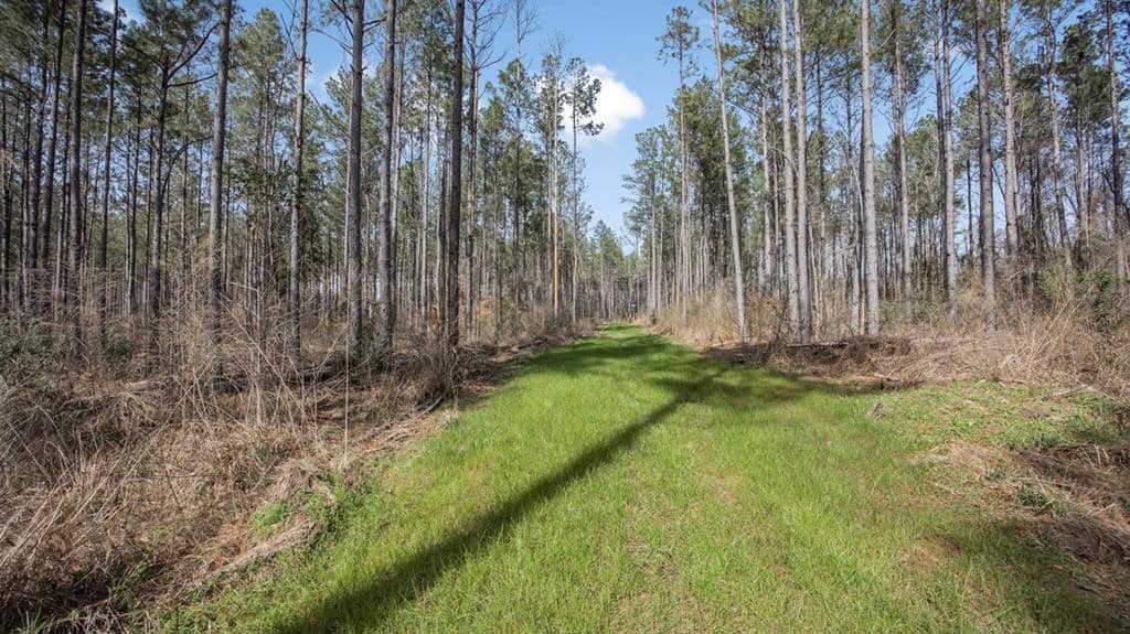 Amite County Hunting Land for Sale