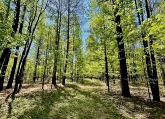 69 Acres For Sale Starkville MS