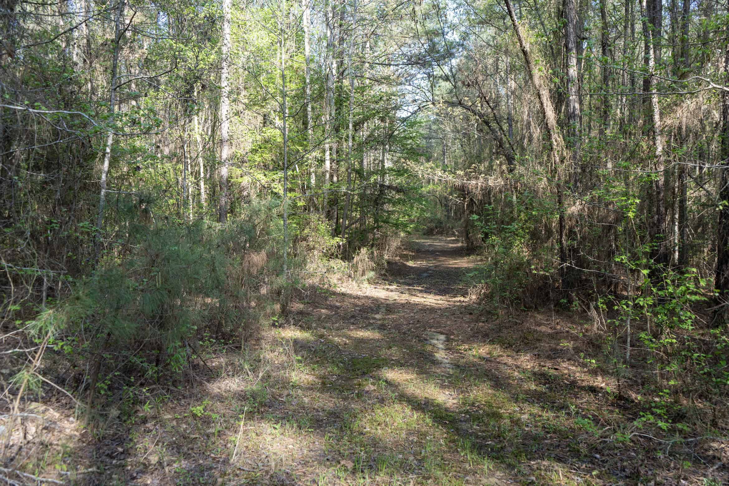 Longstraw 53 (Tract 2) Jackson Parish Timberland