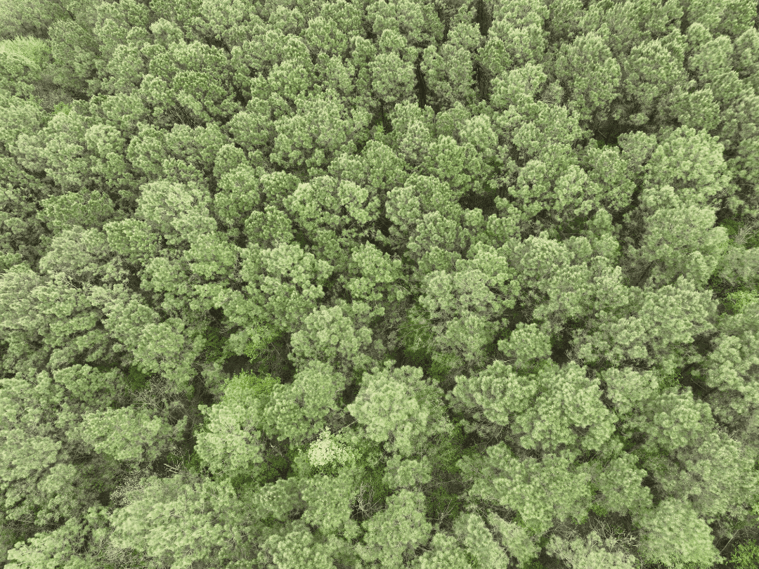 Secluded East Texas Hunting Land – Prime Deer & Waterfowl Property