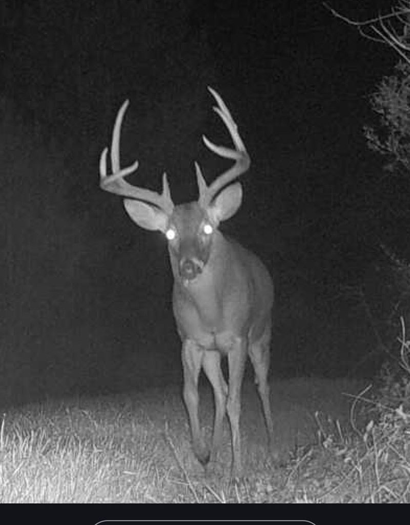 Amite County Hunting Land for Sale