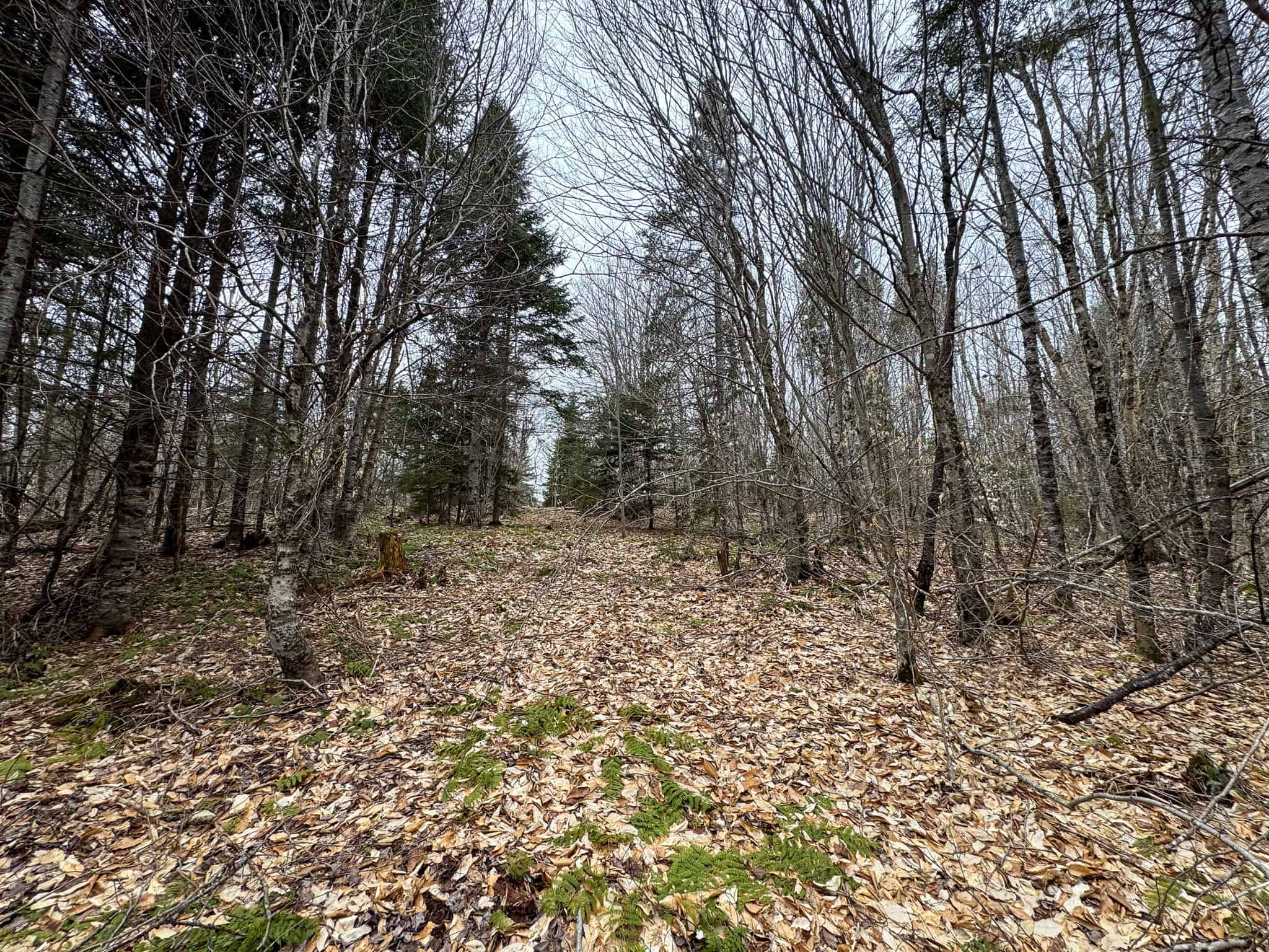 46.8 Acres of Maine Land for Sale – Remote, Forested, Affordable