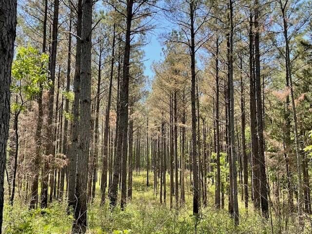 40 Acres For Sale Starkville MS