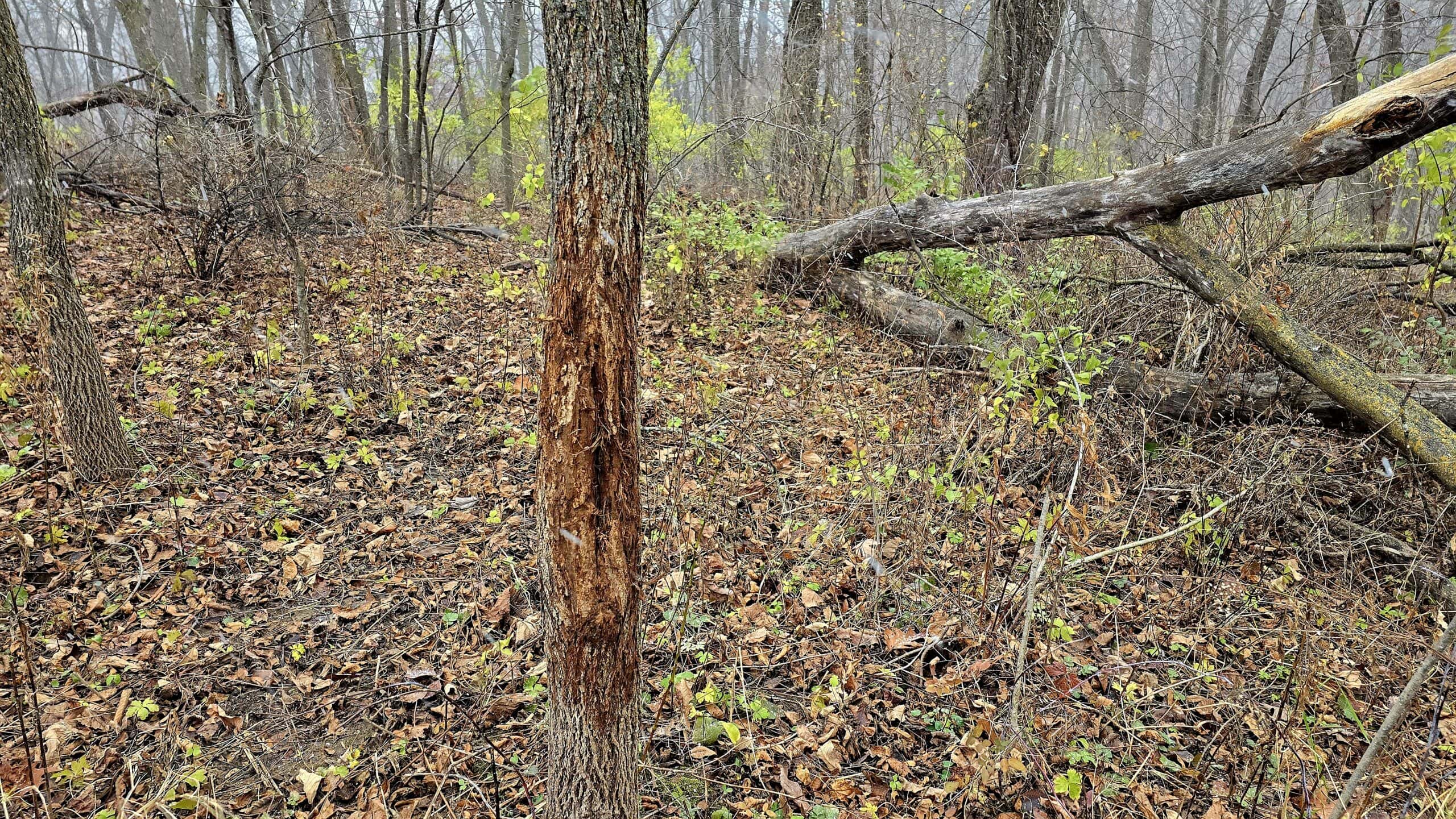 Rare Driftless Area Retreat: 28+/- Acres in Crawford County, WI