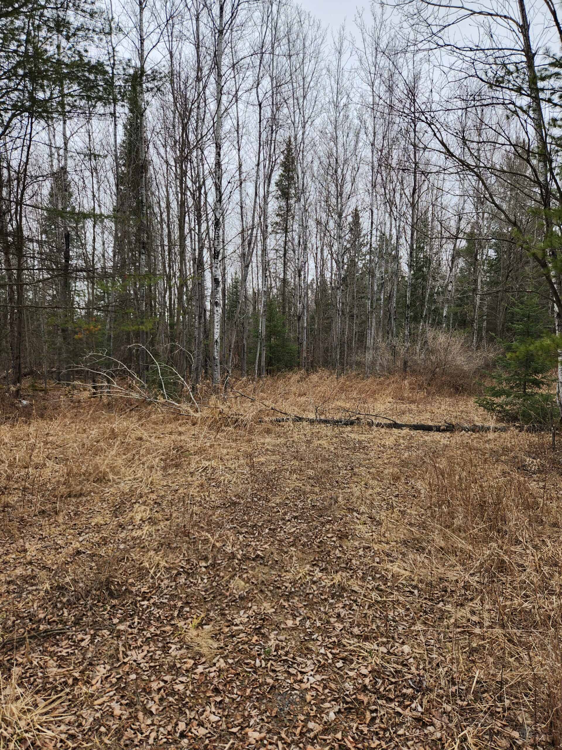 Beautiful Wooded Acreage in Price County WI