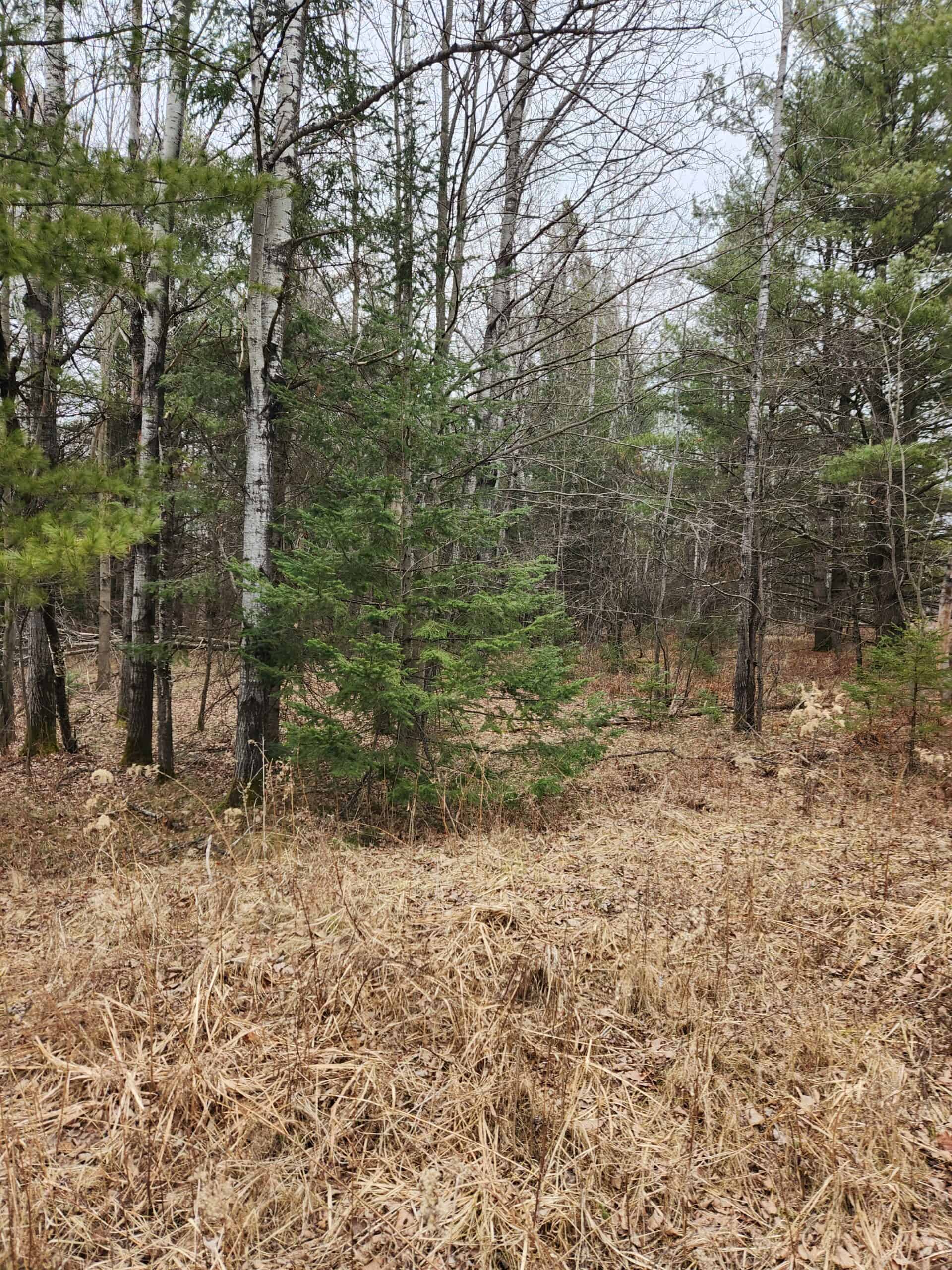 Beautiful Wooded Acreage in Price County WI