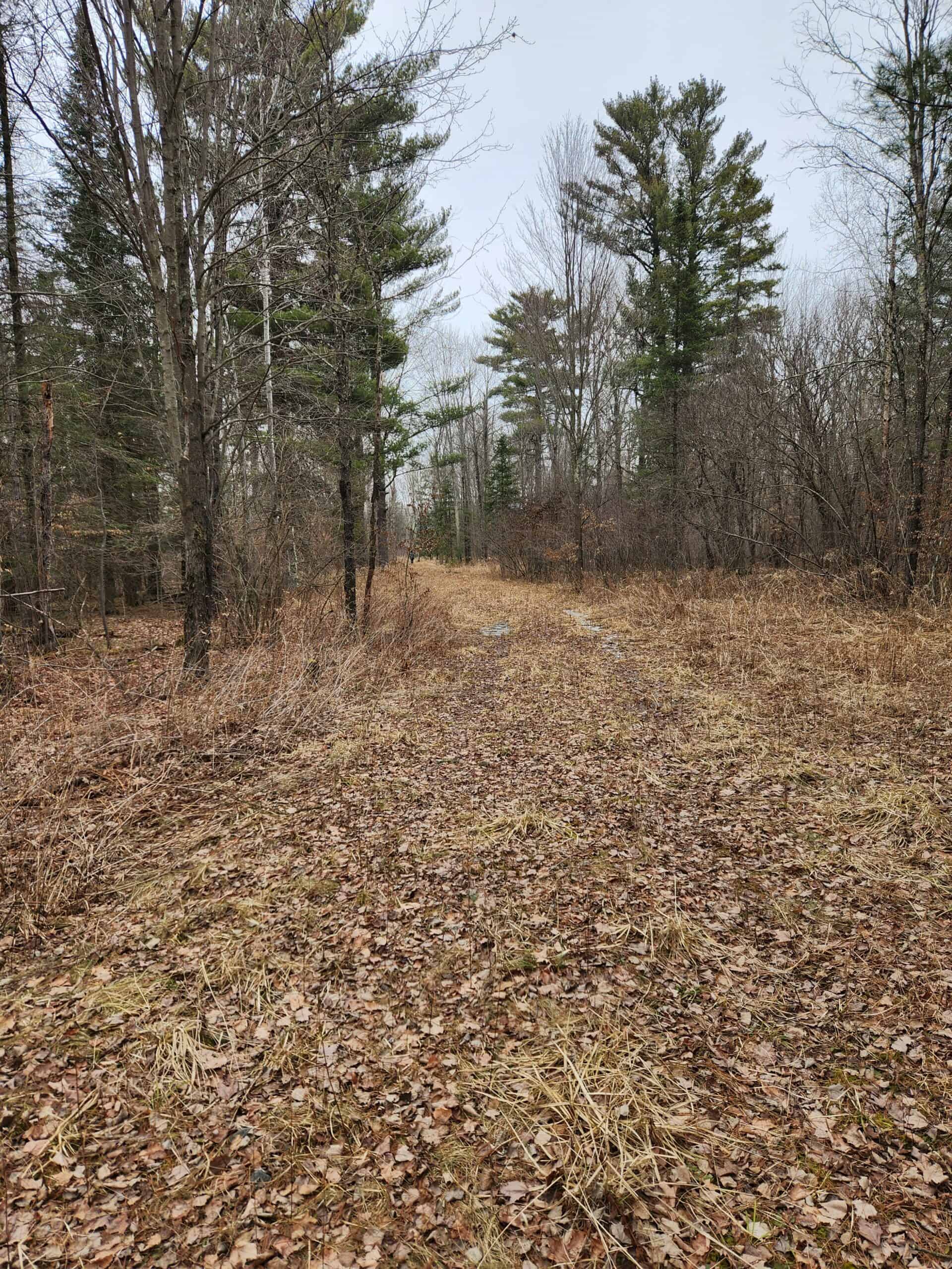 Beautiful Wooded Acreage in Price County WI