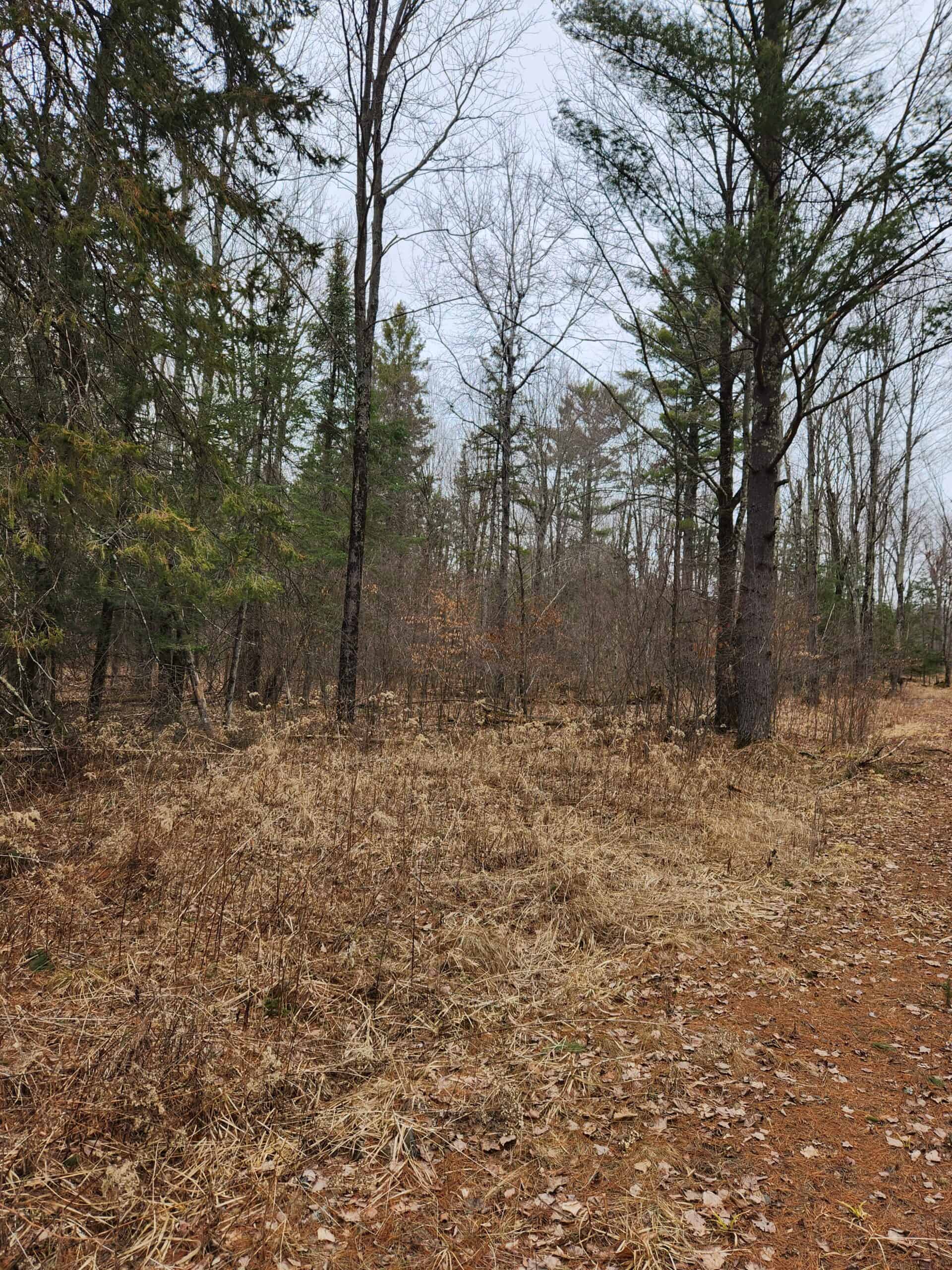 Beautiful Wooded Acreage in Price County WI