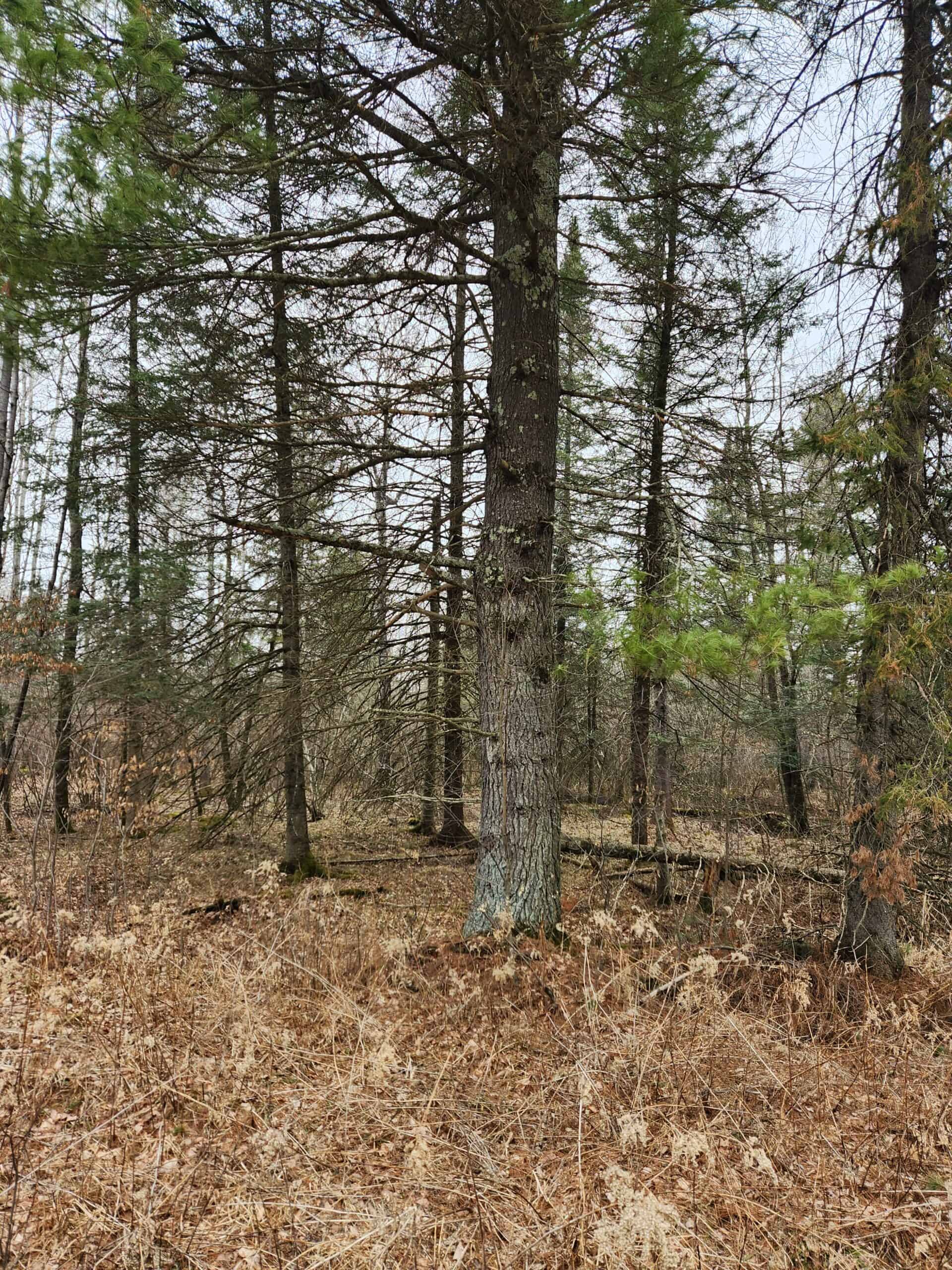 Beautiful Wooded Acreage in Price County WI