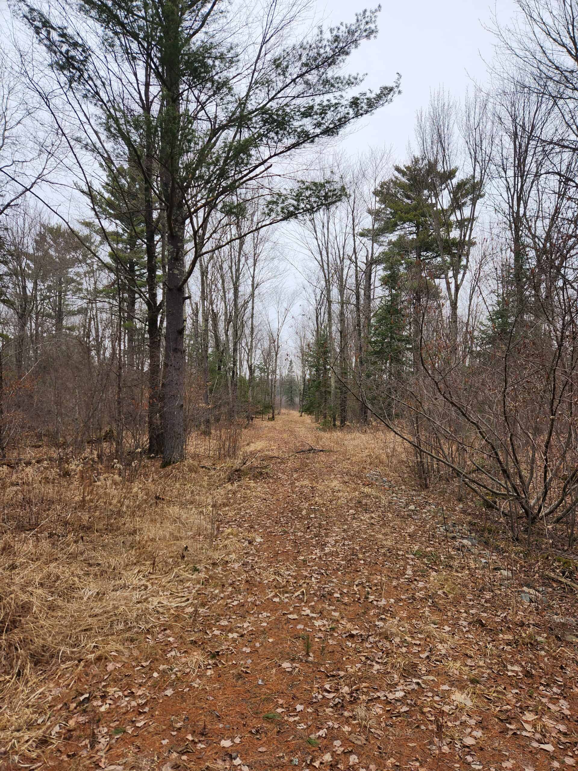 Beautiful Wooded Acreage in Price County WI