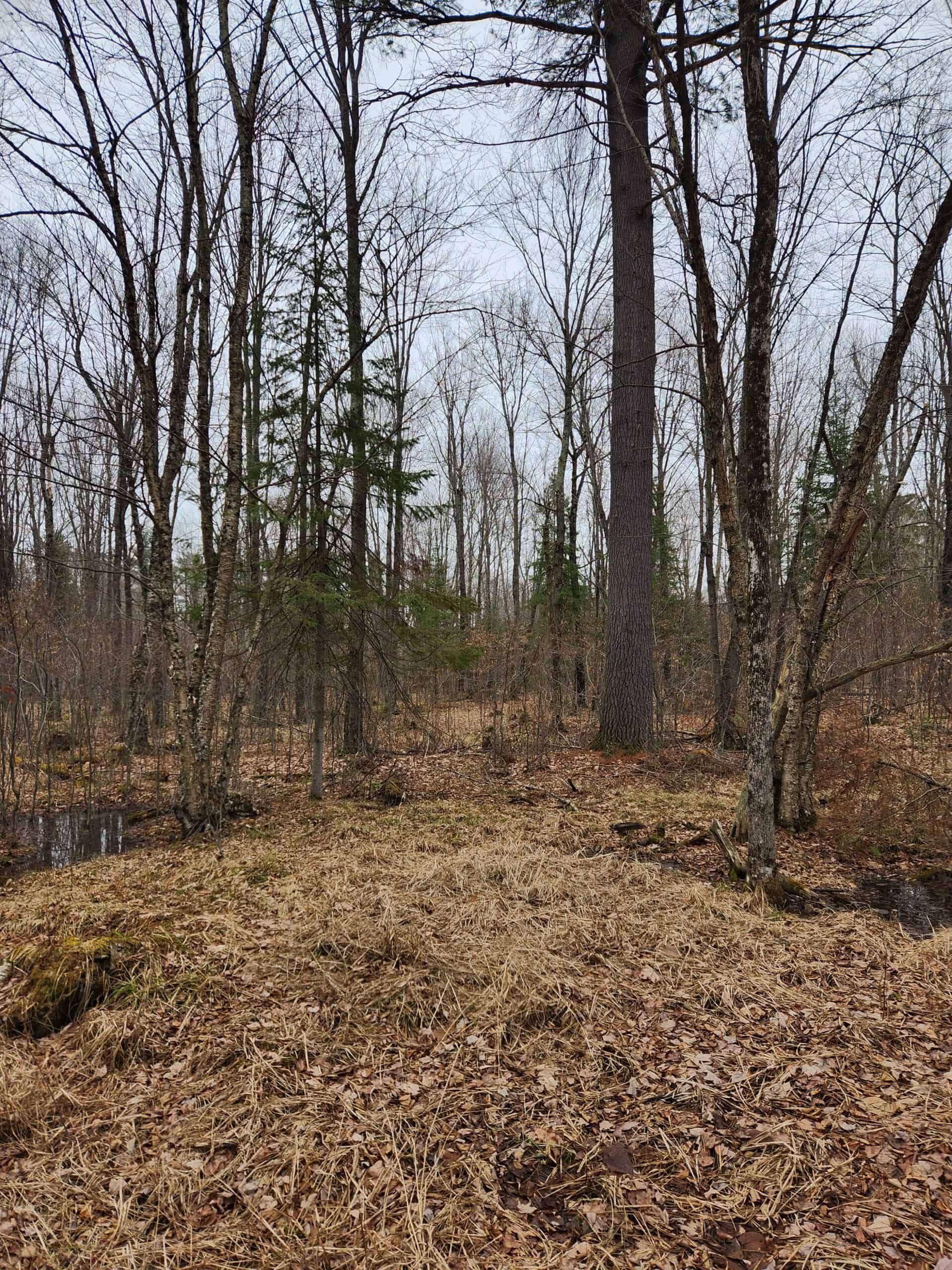 Beautiful Wooded Acreage in Price County WI