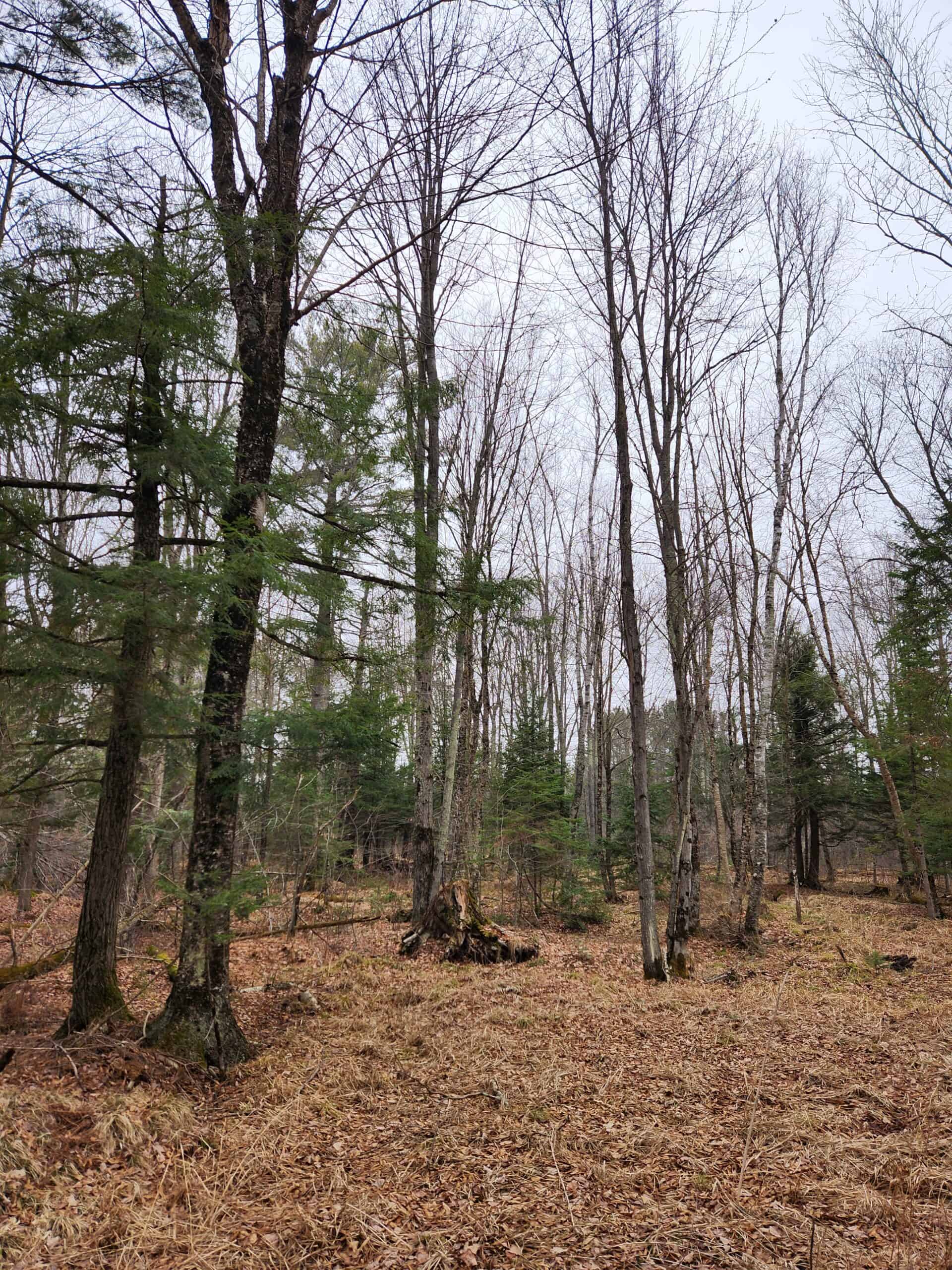 Beautiful Wooded Acreage in Price County WI