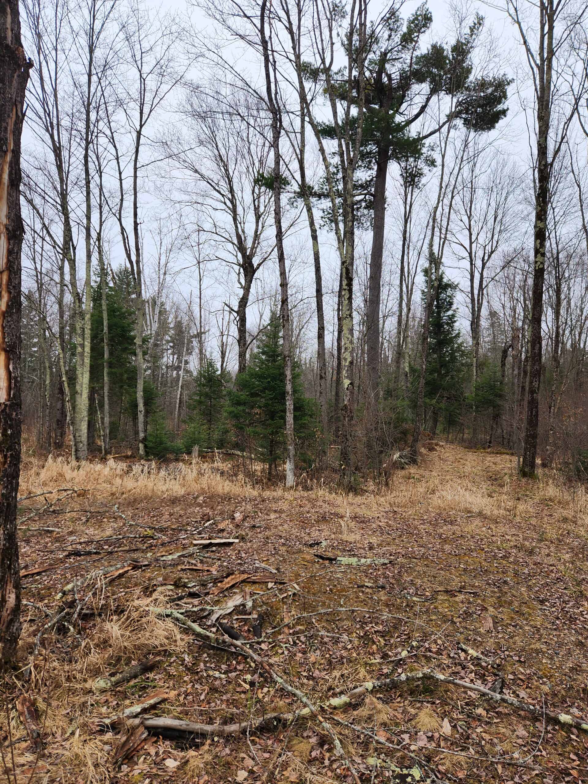 Beautiful Wooded Acreage in Price County WI
