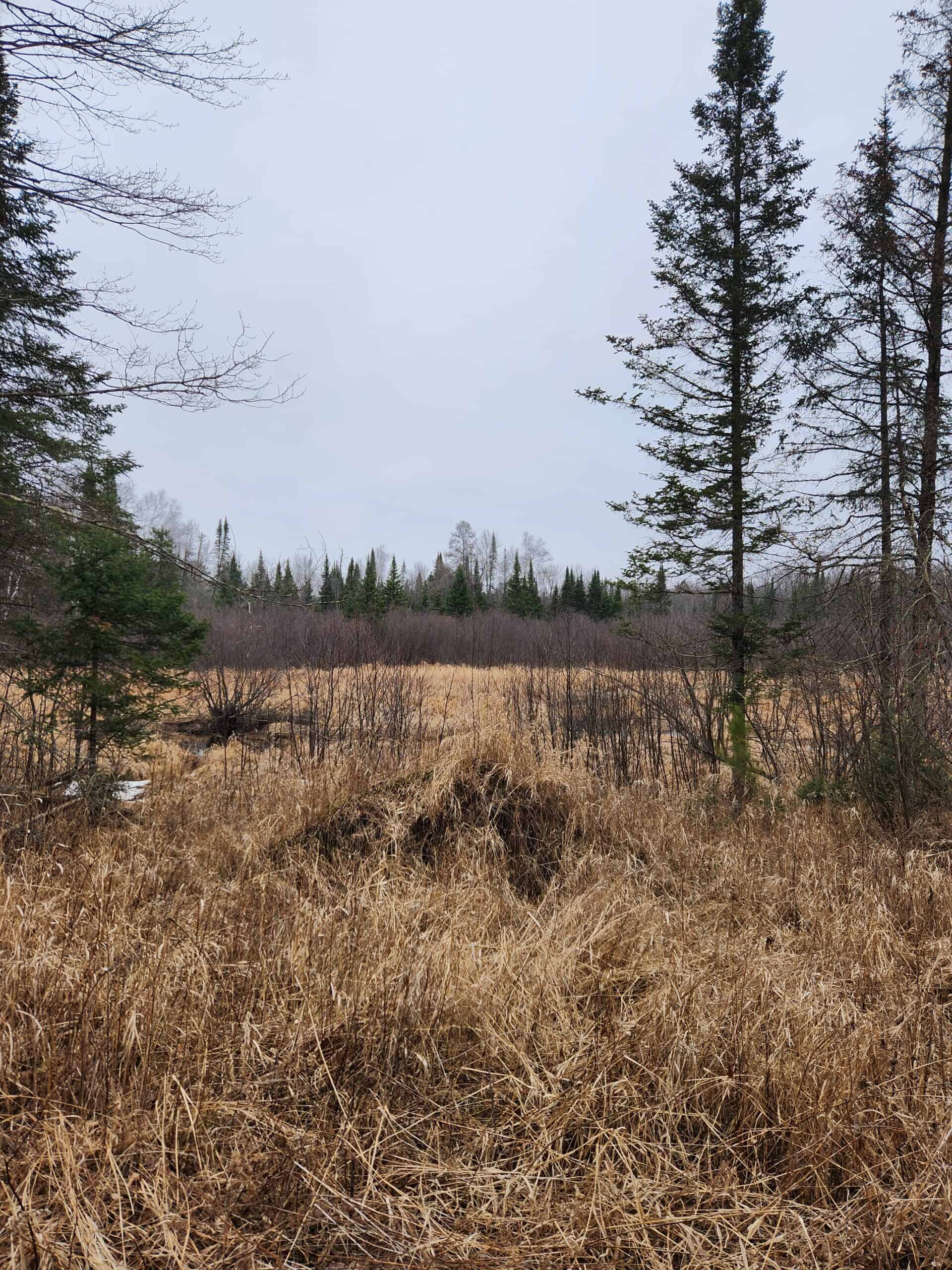 Beautiful Wooded Acreage in Price County WI